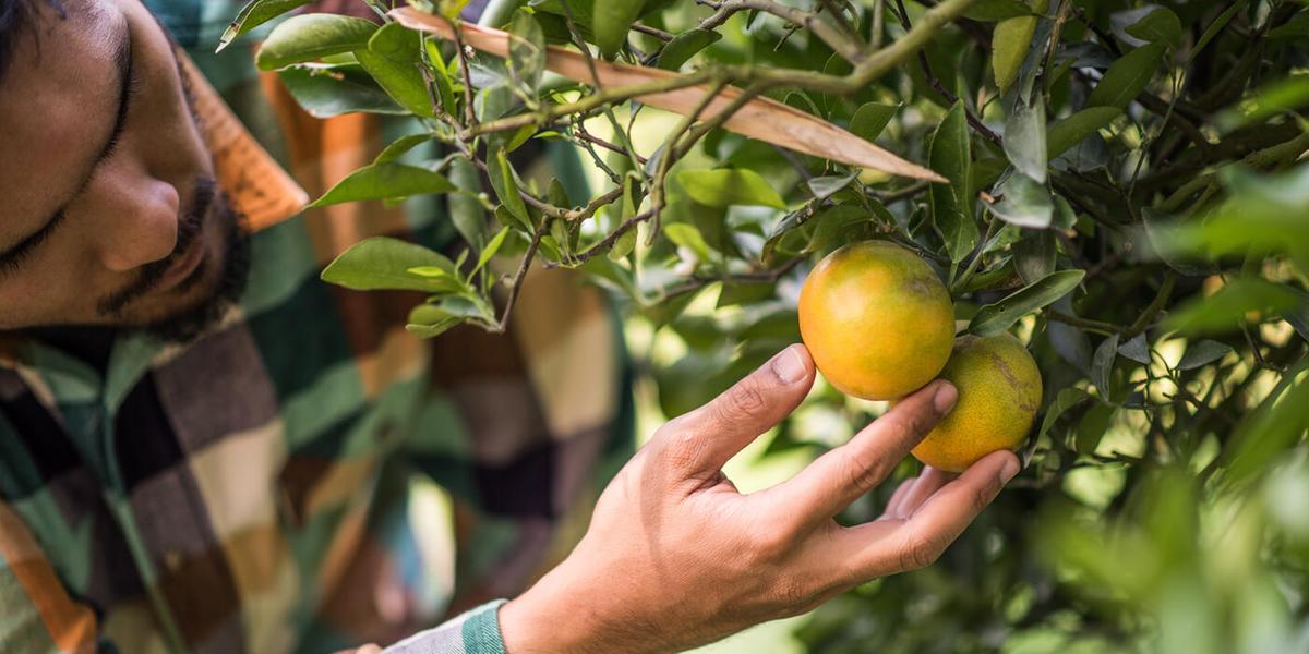 Agronegócio frutícola em alerta após tarifaço dos EUA (Freepik)