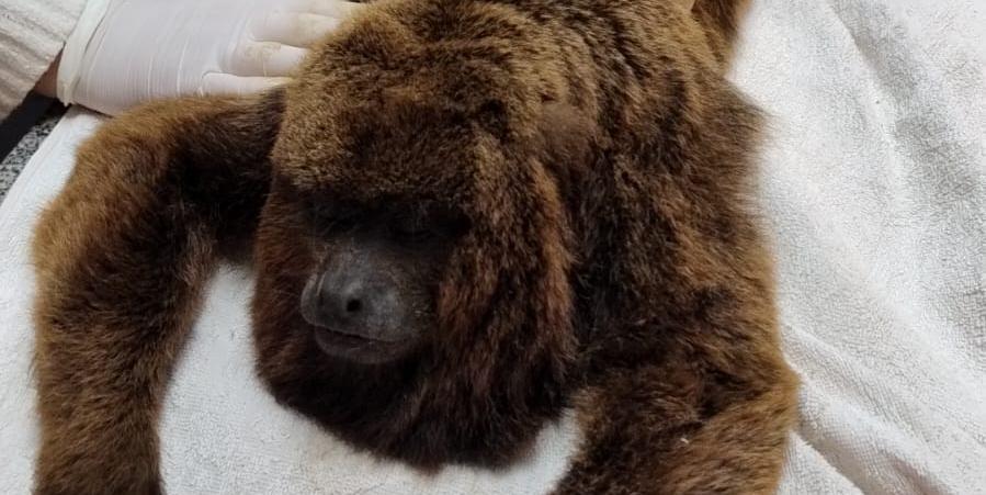 Macaco bugio caiu de uma altura de aproximadamente 7 metros após sofrer choque ao andar pela rede elétrica (Divulgação/CBMMG)