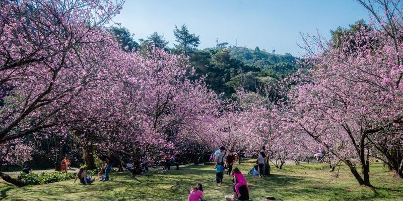 Visitantes aproveitam a florada das cerejeiras durante o Festival de Gastronomia do Vale do Paraíba, em Campos do Jordão (Cleverson Nunes)