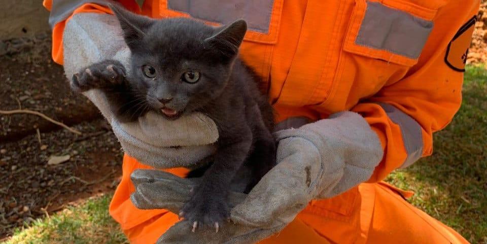 Animal encontrava-se preso em um vão entre paredes, ao lado de uma churrasqueira (Divulgação/CBMMG)
