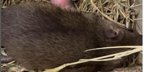 Veterinária "adota" ratazana e filhotes (Reprodução / Instagram Marcela Ortiz)