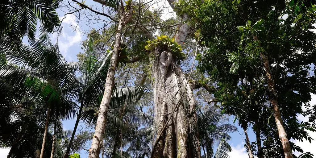 Sumaúma, árvore conhecida como rainha da floresta (Tânia Rêgo/Agência Brasil)