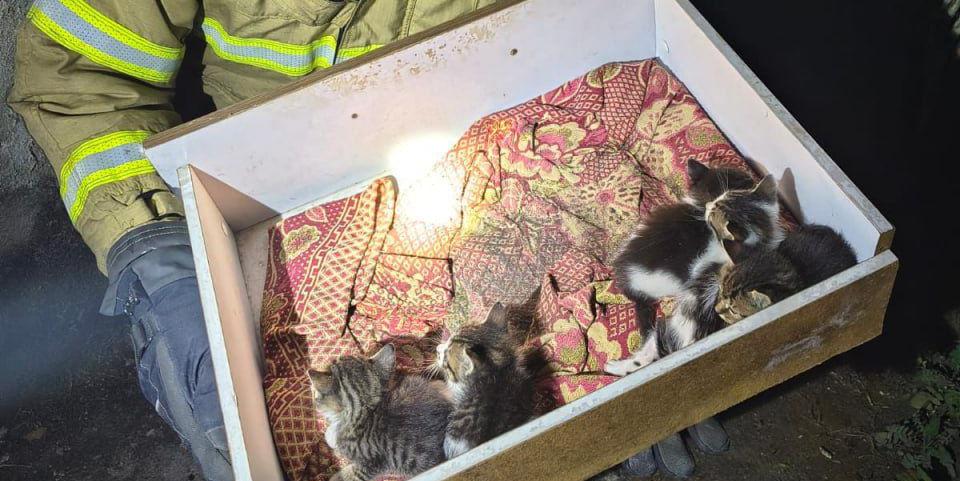 Gatinhos foram encontrados dentro da residência que pegou fogo na noite de domingo (24) em Sabará (Divulgação/ CBMMG)