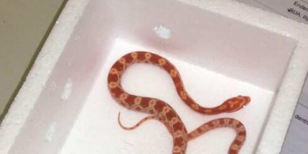 Tentativas de transporte ilegal de corais, jabutis e até cobras foram flagradas no BH Airport e encaminhadas ao Ibama (BH Airport)