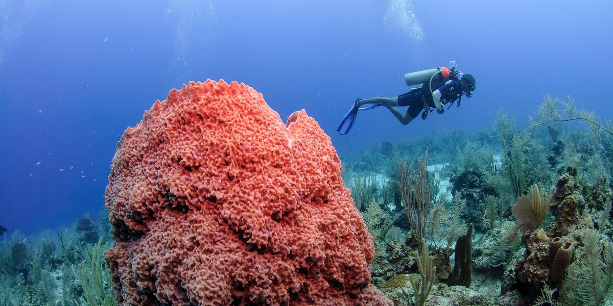Encontro internacional reunirá mergulhadores certificados, líderes do turismo sustentável, especialistas em conservação e criadores de conteúdo (Divulgação/Belize Tourism Board)