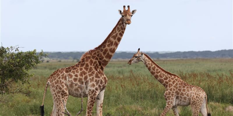 Girafas no Parque Nacional Etosha, na Namíbia, um dos principais atrativos para turistas que buscam contato com a vida selvagem (Divulgação/TAAG)