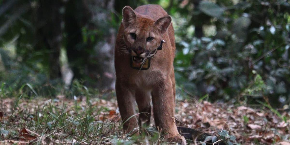 Onça-parda passou por avaliação veterinária e foi devolvida ao habitat natural (Prime Ambiental/Divulgação)