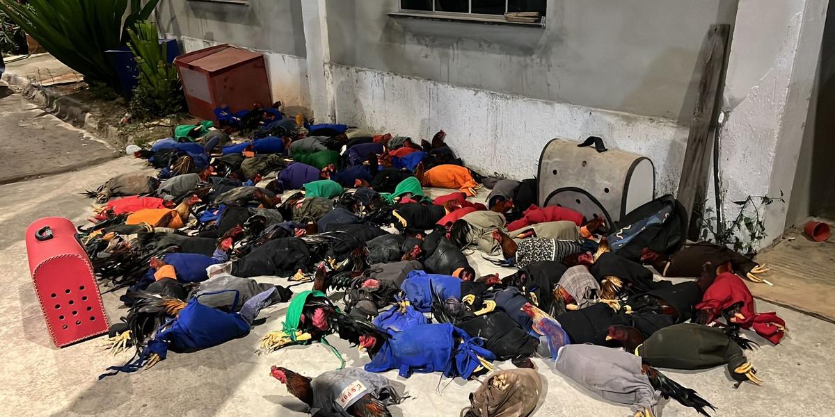 Animais foram encontrados em um sítio no bairro Jardim Ipiranga, em Igarapé, na Grande BH (Divulgação/ PM)