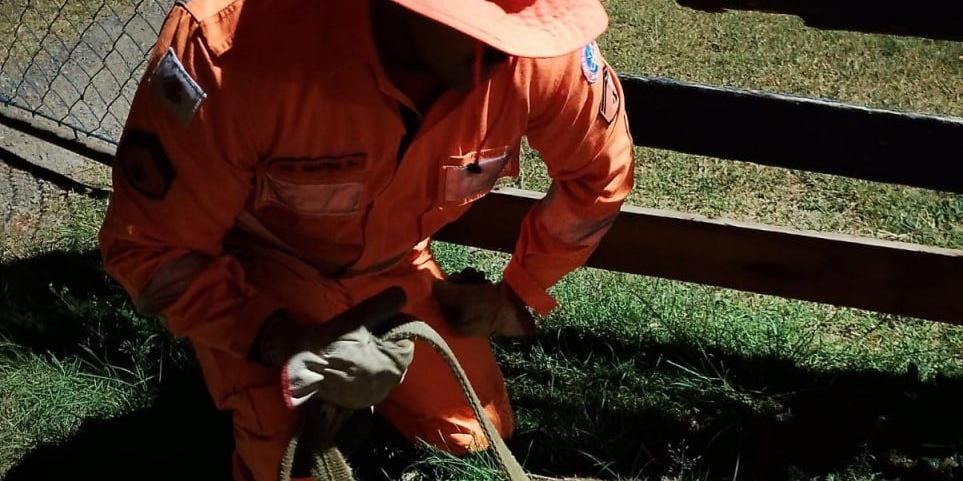 Animal foi resgatado e levado até a Fazendinha do UNIFOR, onde ficará sob avaliação veterinária especializada (Divulgação/ CBMMG)