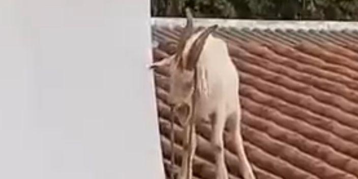 Animal foi encontrado no telhado de uma residência em Barbacena (Divulgação/ CBMMG)