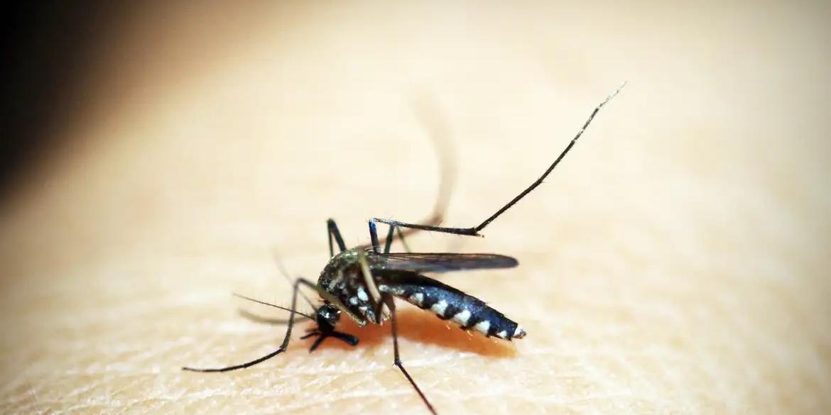 Pesquisadores compilaram 1.125.209 casos de chikungunya, dos quais 21.336 (1,9%) necessitaram de hospitalizações; e 13.741.408 ocorrências de dengue, sendo que 455.899 (3,3%) resultaram em internações (41330/Pixabay)