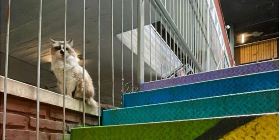 Quem frequenta o Mercado Novo está acostumando a encontrar gatos pelo local (Thatielli Araújo/Divulgação)