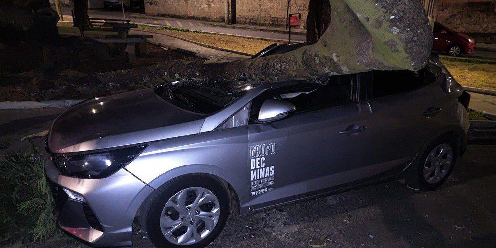 Bombeiros tiveram que cortar a árvore para retirá-la de cima do carro (Divulgação/ CBMMG)