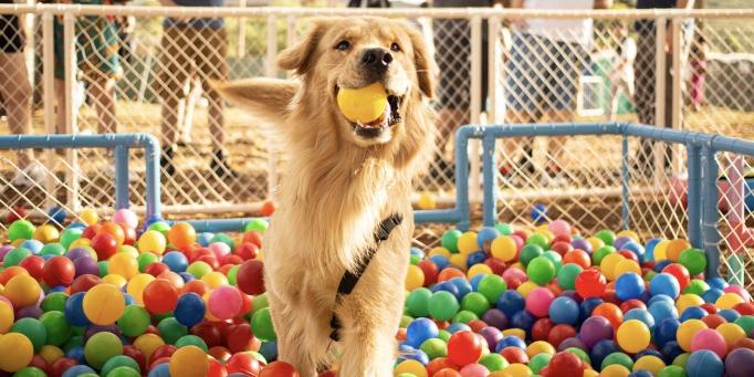 Arena promove estímulos e brincadeiras para cães de diferentes portes e perfis comportamentais (Arena CrossDog/Divulgação)