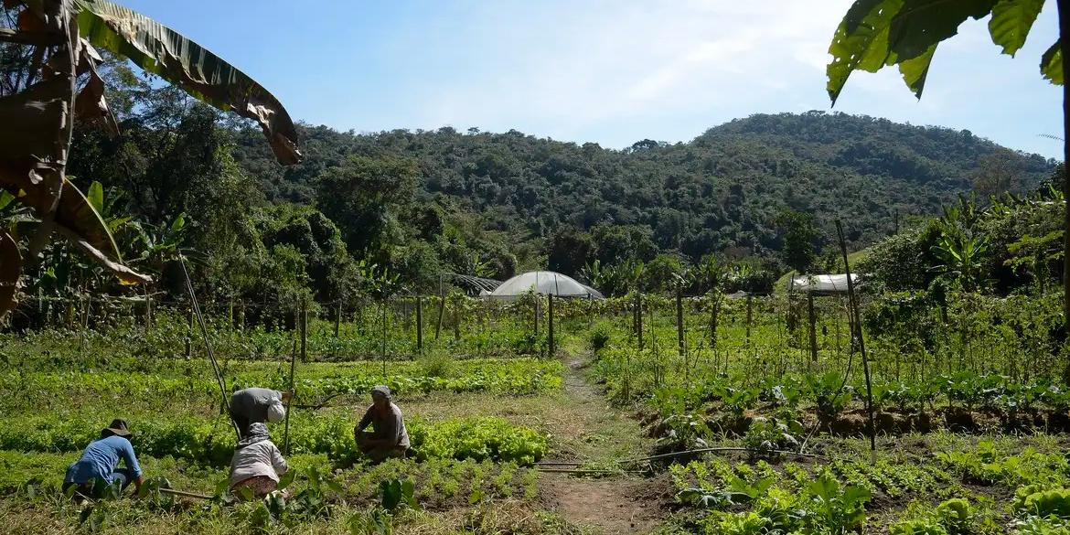 Renegociação poderá ser feita por produtores que perderam duas safras nos últimos cinco anos (Tomaz Silva/Agência Brasil/Arquivo)