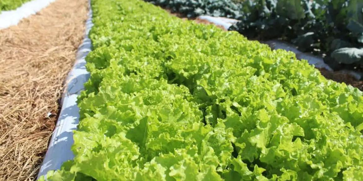 Em um cenário otimista de aquecimento global, nos últimos 30 anos deste século, 97% do território brasileiro terá risco climático alto ou muito alto para cultivo de alface em campo aberto durante o verão (Italo Ludke/Embrapa)
