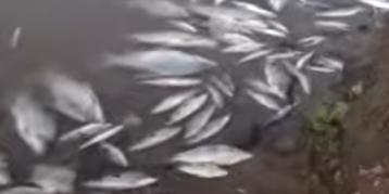 Vídeo mostra peixes mortos às margens do Rio Paraopeba (Reprodução/YouTube)