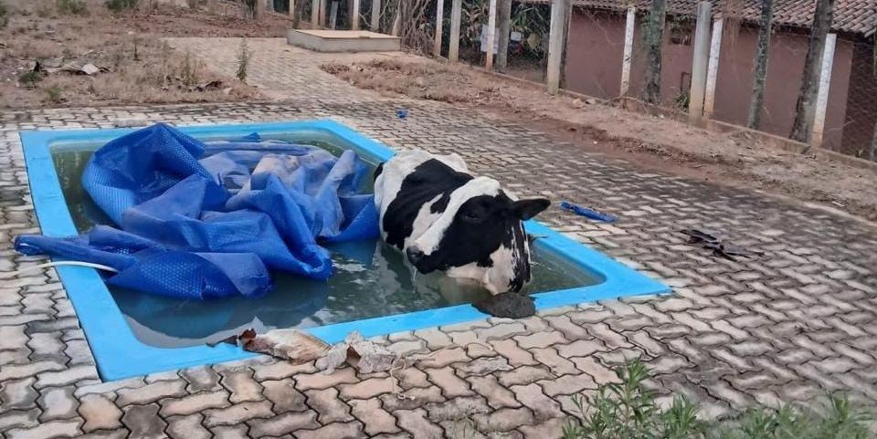 Vaca cai em piscina no interior de Minas (Divulgação / Corpo de Bombeiros)