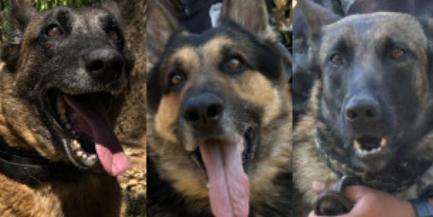 A pastor belga malinois Zoe, o pastor alemão Bud e a pastor belga malinois Ivy buscam um novo lar (Divulgação/PCMG)