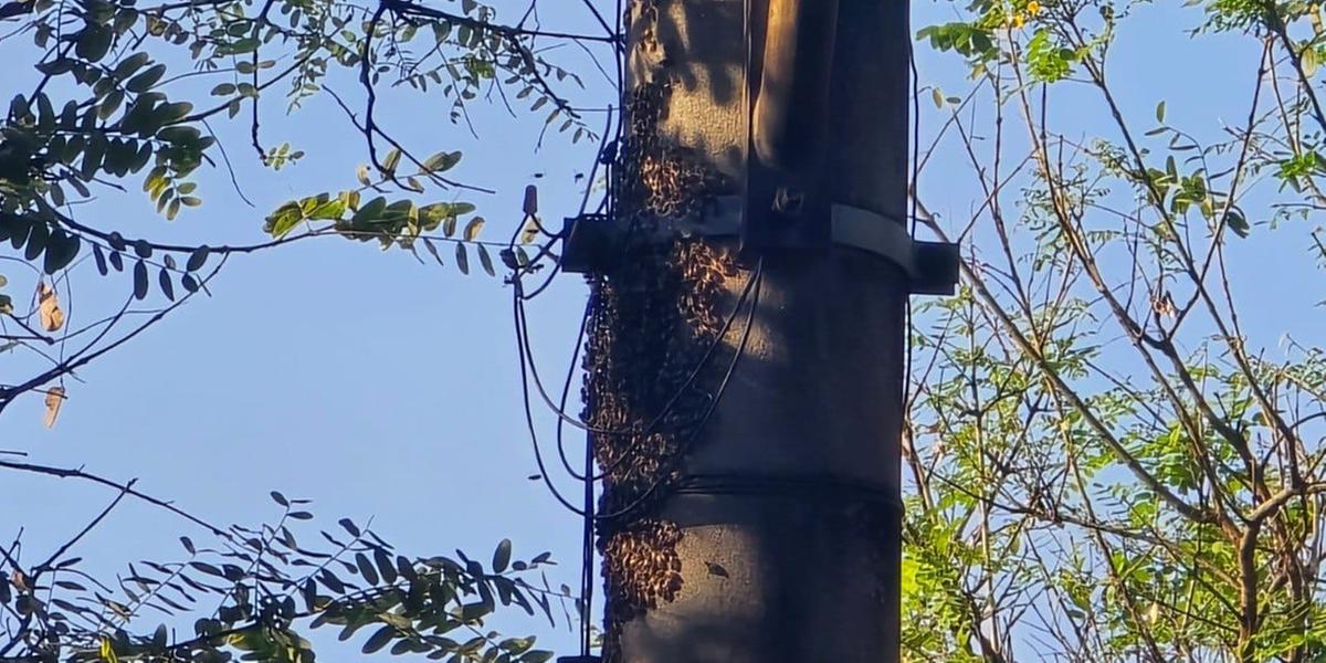 Colméia se instalou em poste na esquina da rua Curitiba com a Guajajaras (Divulgação/CBMMG)