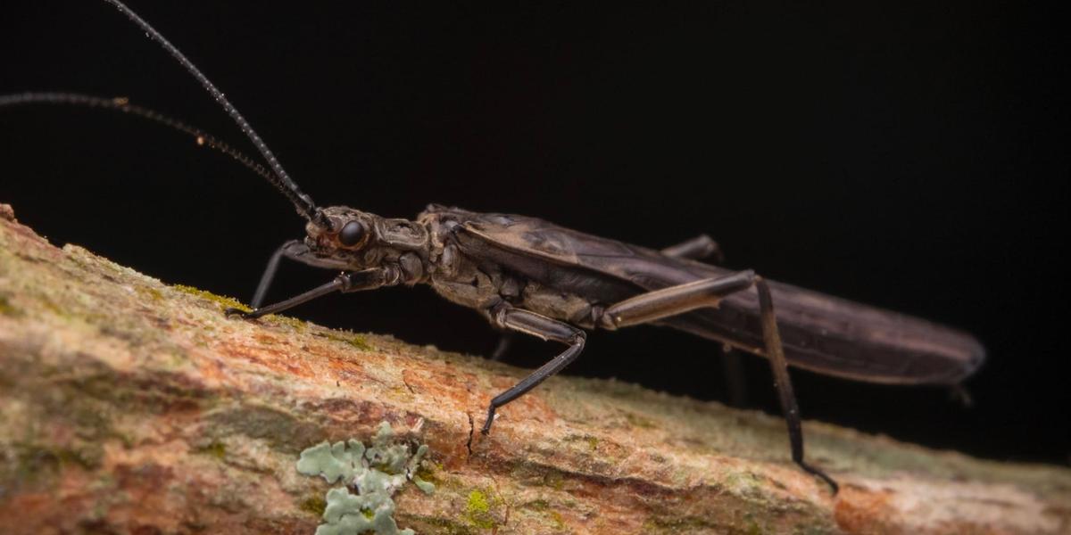 A Guaranyperla puri, pertencente à família Gripopterygidae, foi nomeada em homenagem ao povo indígena Puri, tradicional habitante da região onde foi encontrada (Frederico Falcão Salles)