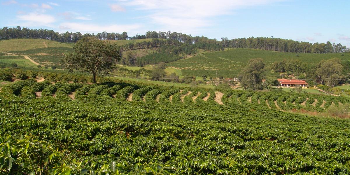 Fazendas de Serra Negra recebem visitantes nos cafezais e em provas de cafés premiados (Gerson Cordeiro Videograph)