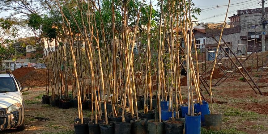 Várias árvores que foram plantada em diversos pontos da cidade (Divulgação: SMMA)