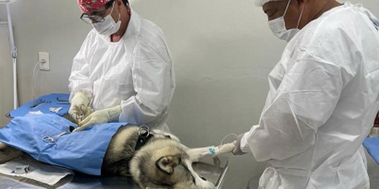 O serviço de castração é gratuito e disponibilizado aos moradores de Belo Horizonte. Os cães e gatos devem ter entre 4 meses e 8 anos, com peso mínimo de 1,5 kg no caso de gatos filhotes. (Aline Resende/PBH)