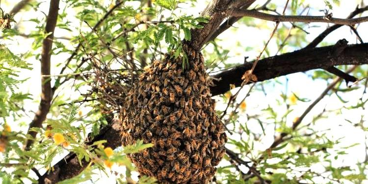 As abelhas atacam pessoas para defender a colmeia, fontes de alimento e a si mesmas contra ameaças percebidas, o que pode ser desencadeado por barulhos, movimentos bruscos, perfumes ou proximidade ao ninho (Instituto Butantan)