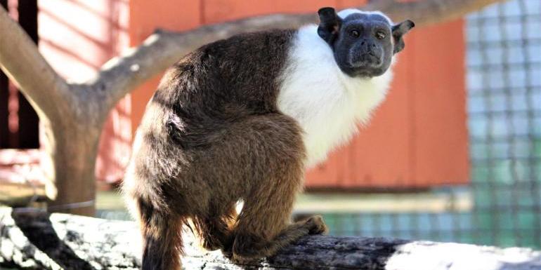 Sauim-de-coleira, espécie nativa da Amazônia e considerada criticamente ameaçada de extinção, agora faz parte do plantel do Zoológico de BH. A fêmea recém-chegada passa por quarentena em área restrita e segue monitorada por veterinários e biólogos (Suziane Brugnara)
