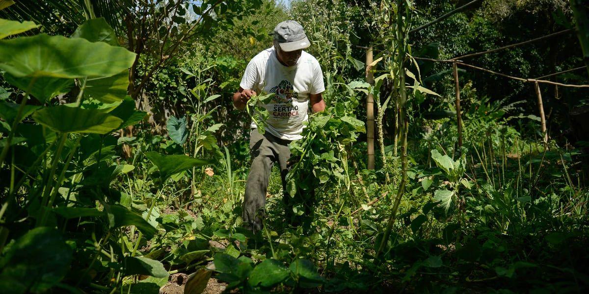 Iniciativas agroecológicas buscam contribuir com o enfrentamento das mudanças climáticas (Tomaz Silva/ Agência Brasil)