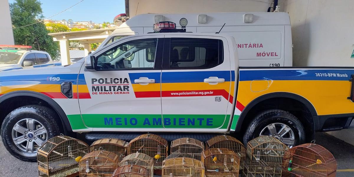 Pássaros silvestres eram mantidos em cativeiro em Campo Belo; animais serão soltos em ambiente natural (Divulgação/PMMG)