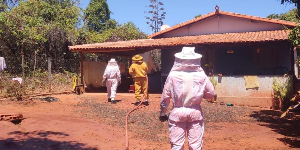 Enxame de abelhas atacou moradores e matou filhotes de cachorro no povoado de Lagoinha, em Montes Claros (Divulgação/Corpo de Bombeiros)