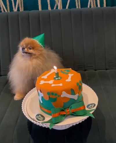 Petversário no PetCafé: cafeteria que uniu pets e clientes e se despede com programação especial até outubro (Reprodução/Instagram)