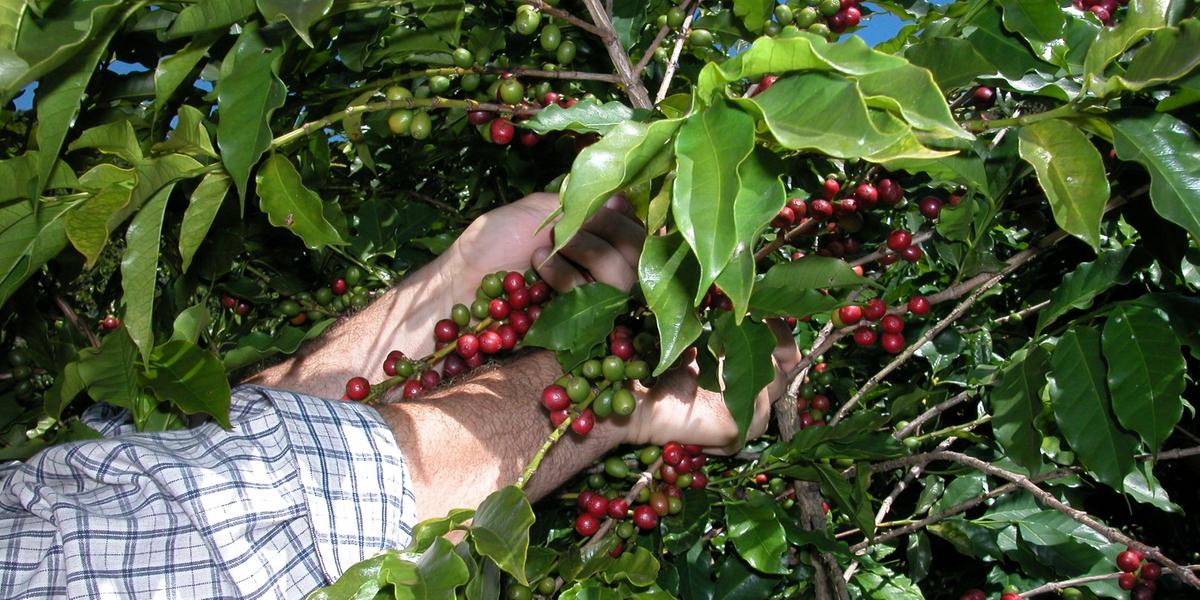 Nas últimas duas décadas, produtores locais investiram em conhecimento técnico, em práticas sustentáveis e em processos de torra e cultivo cada vez mais sofisticados (Gerson Cordeiro)