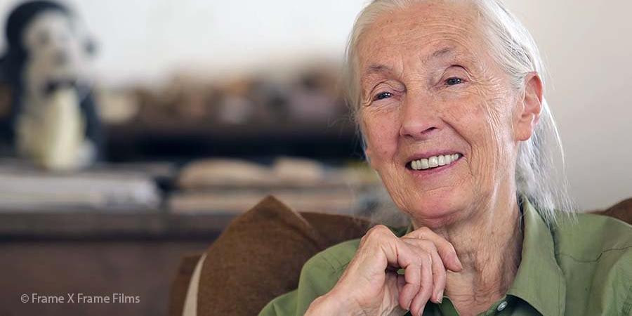 trabalho científico de Jane foi movido pelo fascínio pelos mistérios da evolução e pela firme crença na necessidade fundamental de respeitar todas as formas de vida na Terra (Reprodução/X/@JaneGoodallInst)