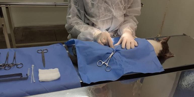 Serviço de castração é gratuito e está disponível para os moradores de Belo Horizonte; cães e gatos devem ter entre 4 meses e 8 anos, com peso mínimo de 1,5 kg, no caso de gatos filhotes (Divulgação/PBH)