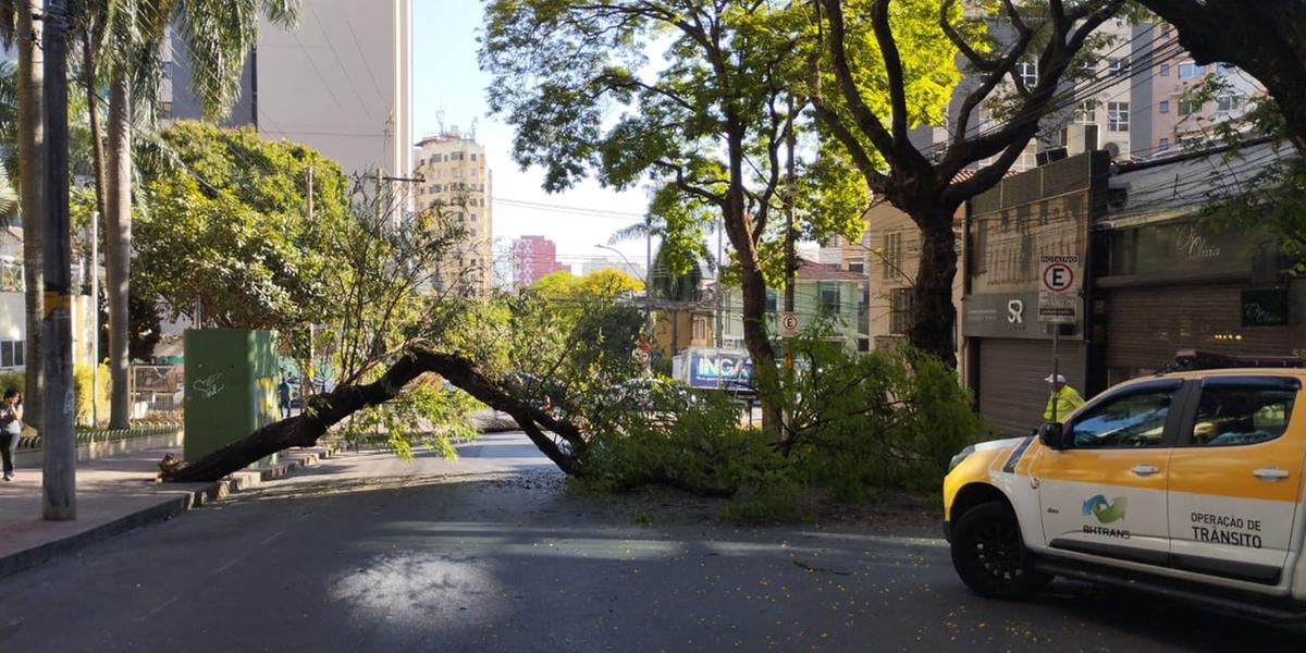 Árvore caiu na rua dos Timbiras, em frente à Igreja Universal, região Centro-Sul de BH (Divulgação/ BHTrans)