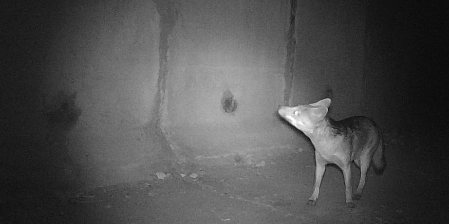 Desde 2023, diversas espécies da fauna local vêm sendo registradas durante a travessia subterrânea, incluindo mamíferos silvestres típicos dos biomas Mata Atlântica e Cerrado, alguns classificados como ameaçados ou vulneráveis à extinção (Divulgação)