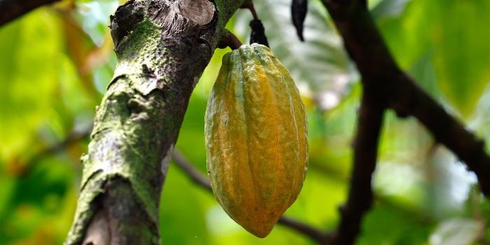 Levantamento inédito da Emater-MG aponta 480 hectares de cacau plantados em Minas; produção se concentra no Norte do estado, com destaque para Jaíba e Janaúba (Tânia Rêgo / Agência Brasil)