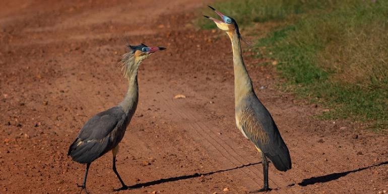 Cartilha lançada pela PBH registra mais de 160 espécies de aves na Mata Izidora (Foto: Rafael de Andrade)