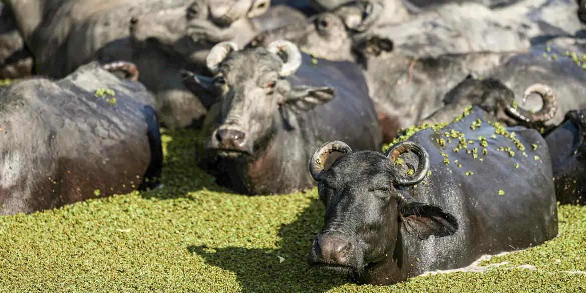 Búfalos na Fazenda Mironga

Marcelo Camargo/Agência Brasil (Marcelo Camargo/Agência Brasil)