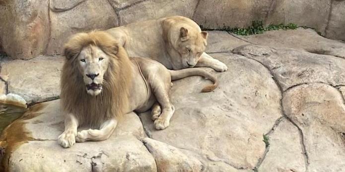 A leoa branca Pretória morreu após ser sedada para um procedimento odontológico no Zoológico de Belo Horizonte. No dia seguinte, a chimpanzé Kely também morreu durante anestesia para exames relacionados a um problema no útero (Lilian Karnopp/Divulgação)