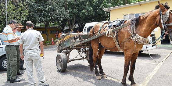 Câmara de BH volta a discutir nesta sexta (17) os impactos da lei que proíbe carroças na cidade a partir de 2026 e alternativas para inclusão dos carroceiros (PBH/Flickr)