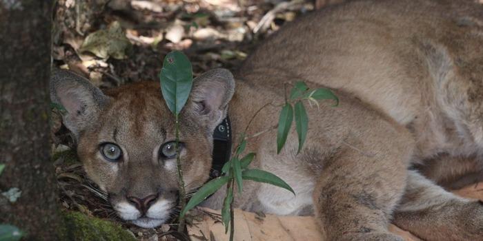 Equipados com coleiras de rastreamento, lobos-guarás, onças-pardas e outros carnívoros são acompanhados por equipes técnicas que avaliam deslocamentos, sobrevivência e adaptação das espécies (Prime Ambiental / Divulgação)