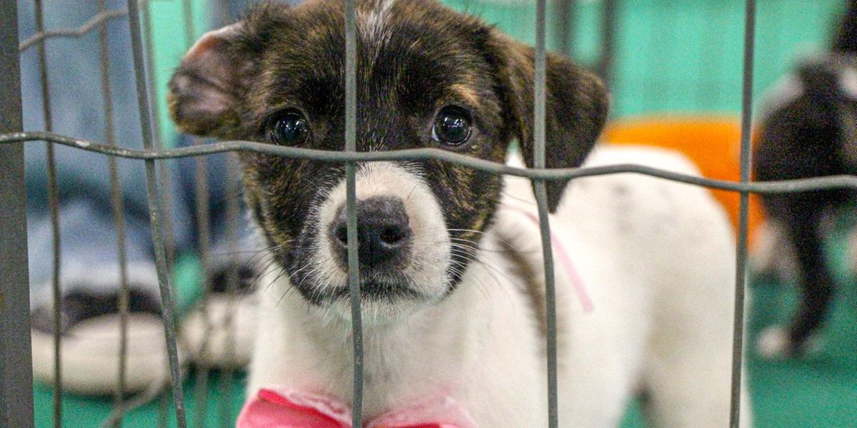 Feira AMIDOG disponibilizará de 20 a 25 animais por dia, entre cães e gatos, adultos e filhotes (Divulgação)