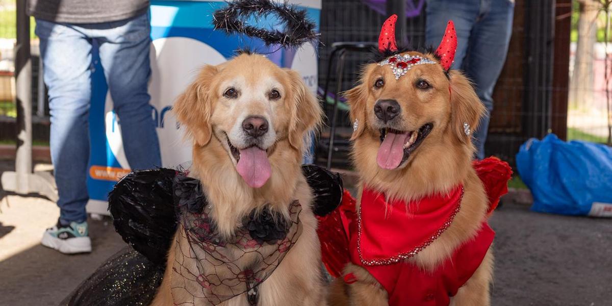 O evento é organizado pelo Golden Star BH, clube criado em 2023, que possui hoje como membros 370 cachorros  (Divulgação/Golden Star BH)