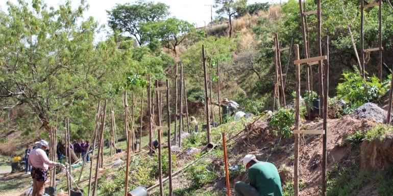 PBH inicia o plantio de árvores em área de conservação do Granja de Freitas (PBH)