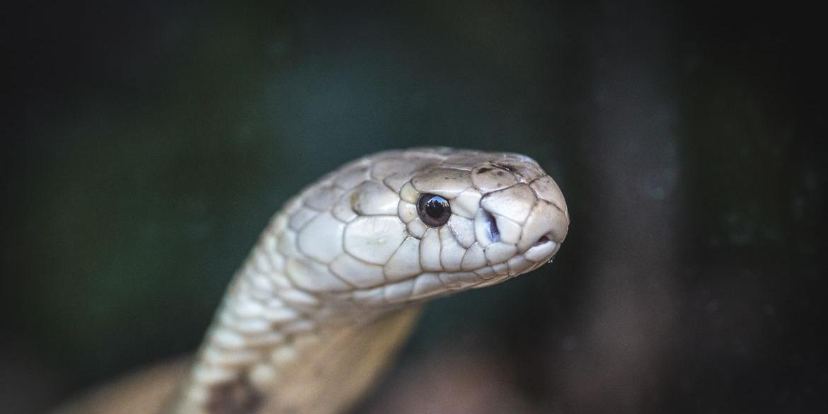 (Ivan Mattos/Zoológico de Brasília)