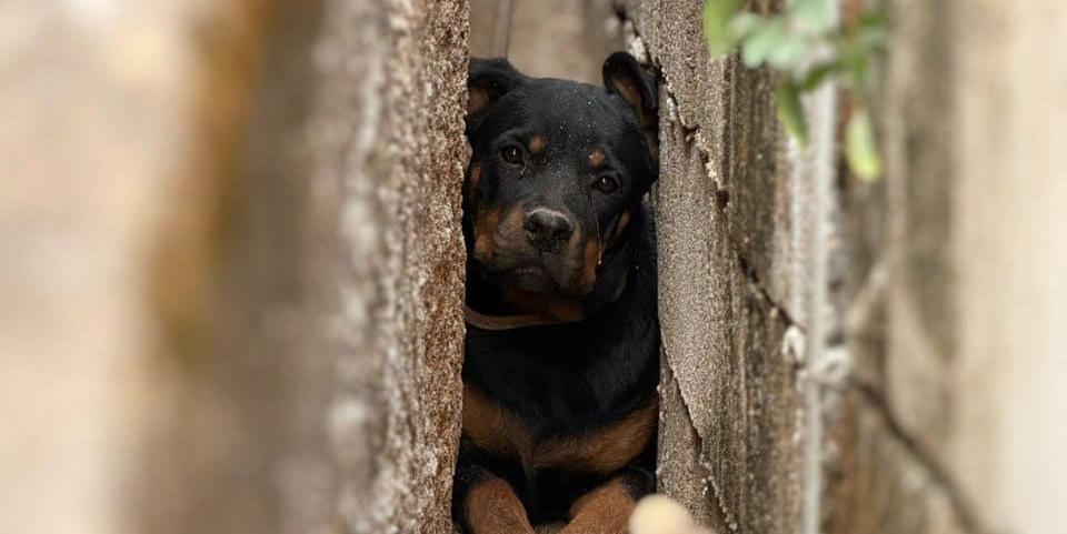 Bombeiros tiveram que abrir muro para resgatar a cachorrinha Atena (Divulgação/CBMMG)